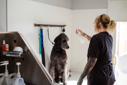 Standard Poodle Before and After Grooming