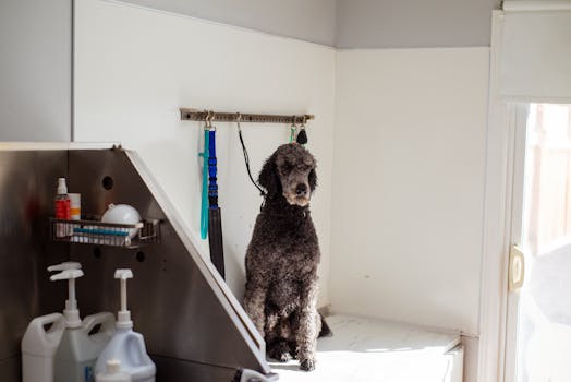 grooming a poodle