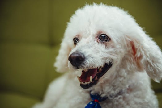 playful poodle enjoying grooming