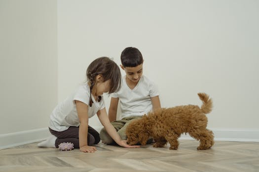 poodle interacting safely with child