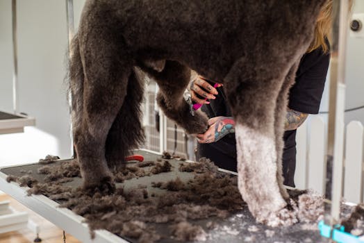 poodle enjoying grooming with commands